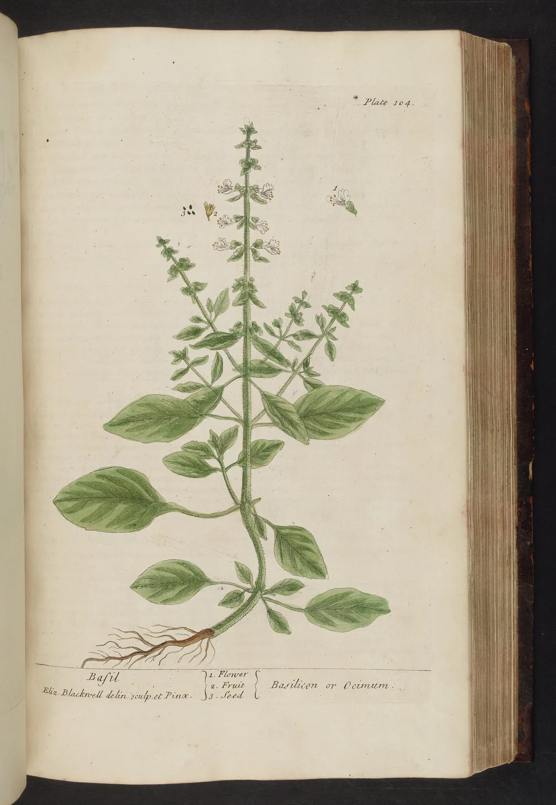 Basil (Ocimum basilicum)