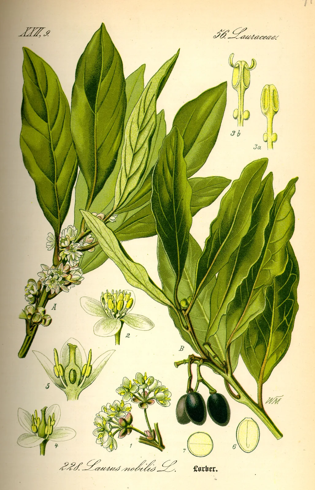 Bay Leaf (Laurus nobilis)