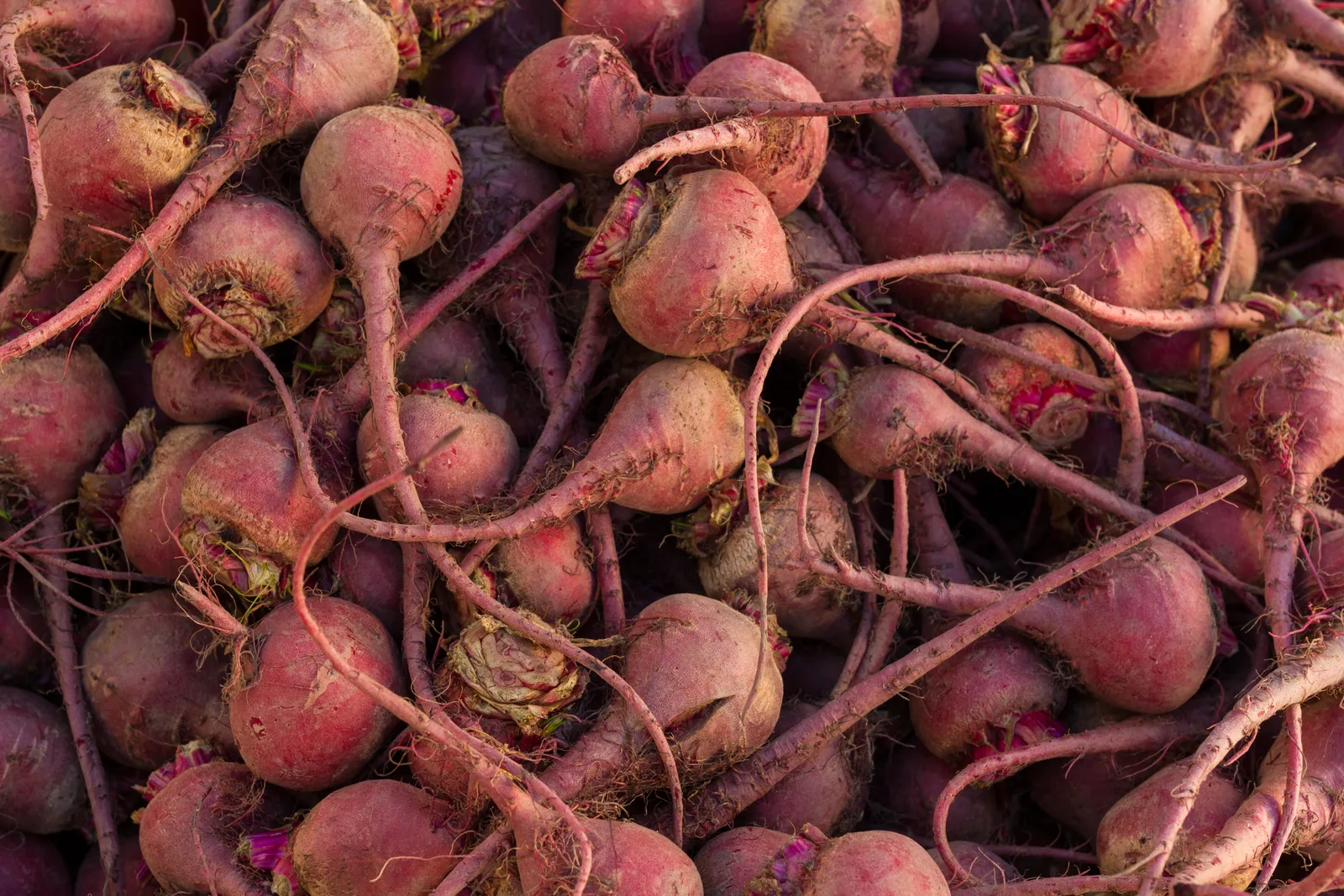 Beetroot (Beta vulgaris)