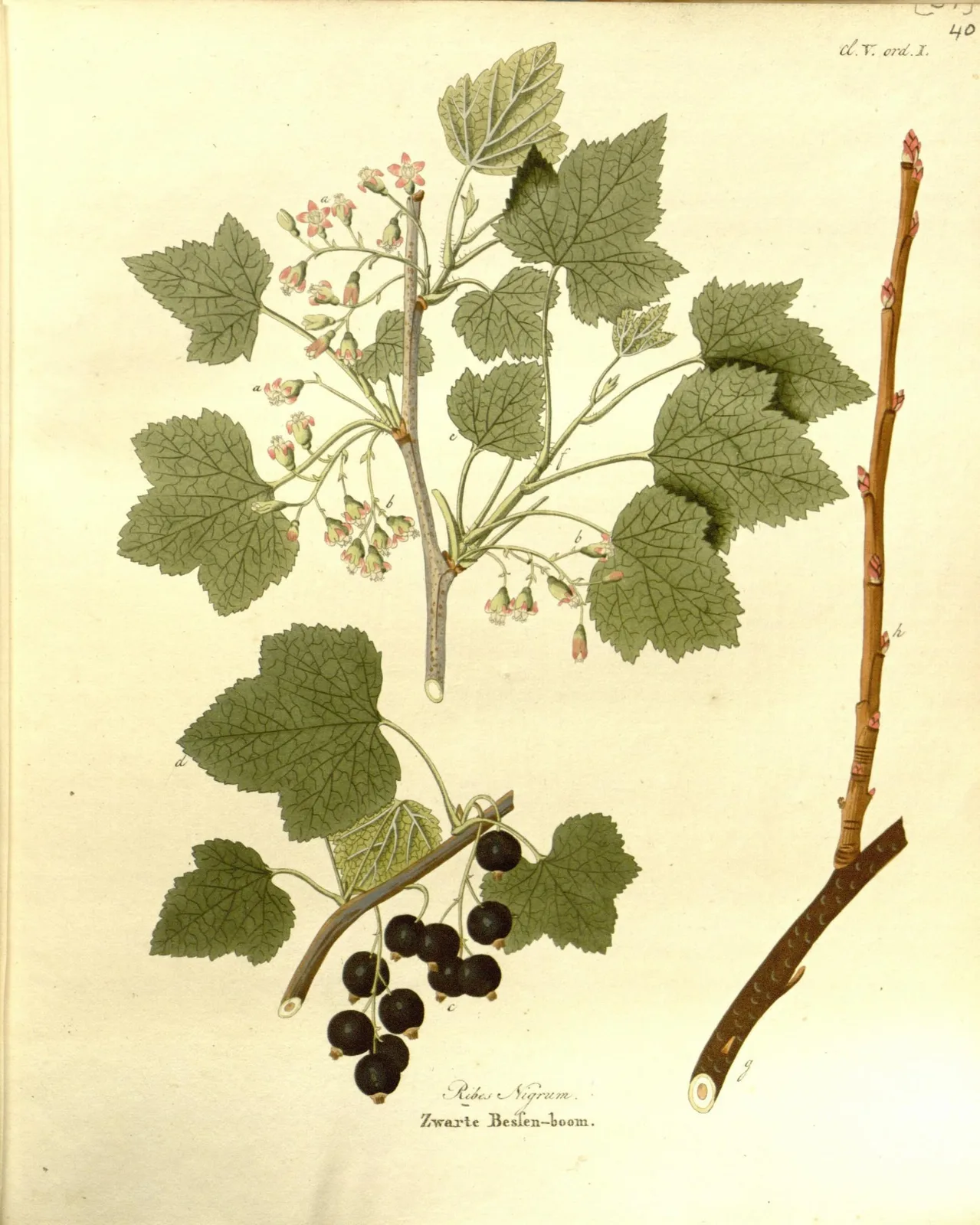 Blackcurrant (Ribes nigrum)