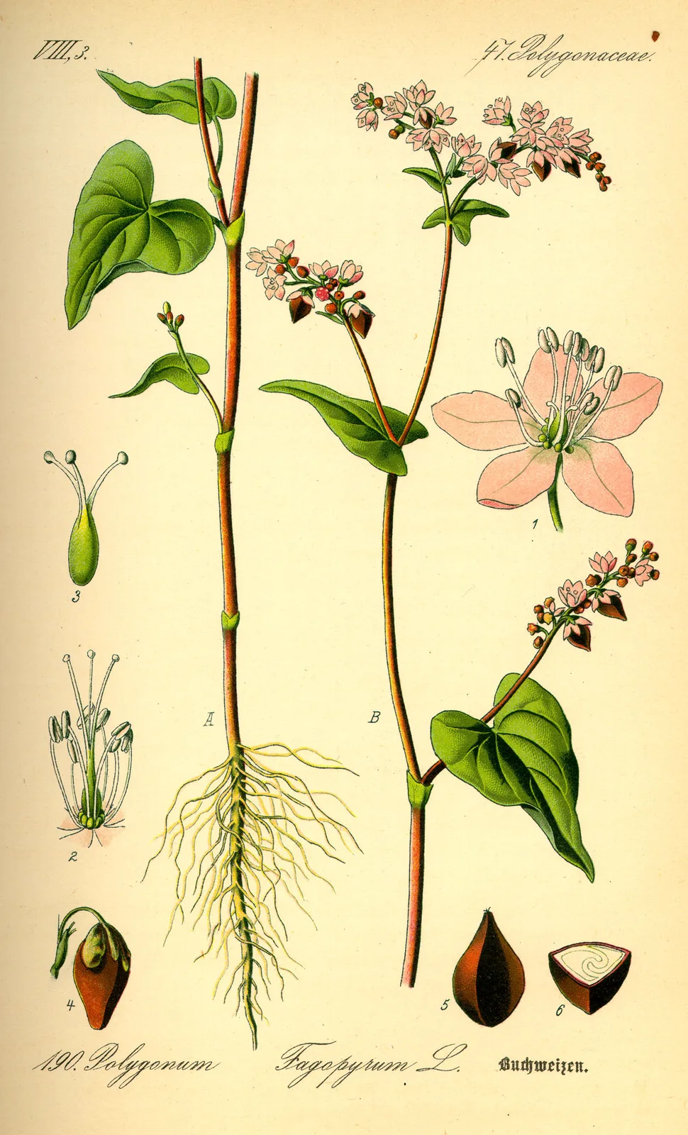 Buckwheat