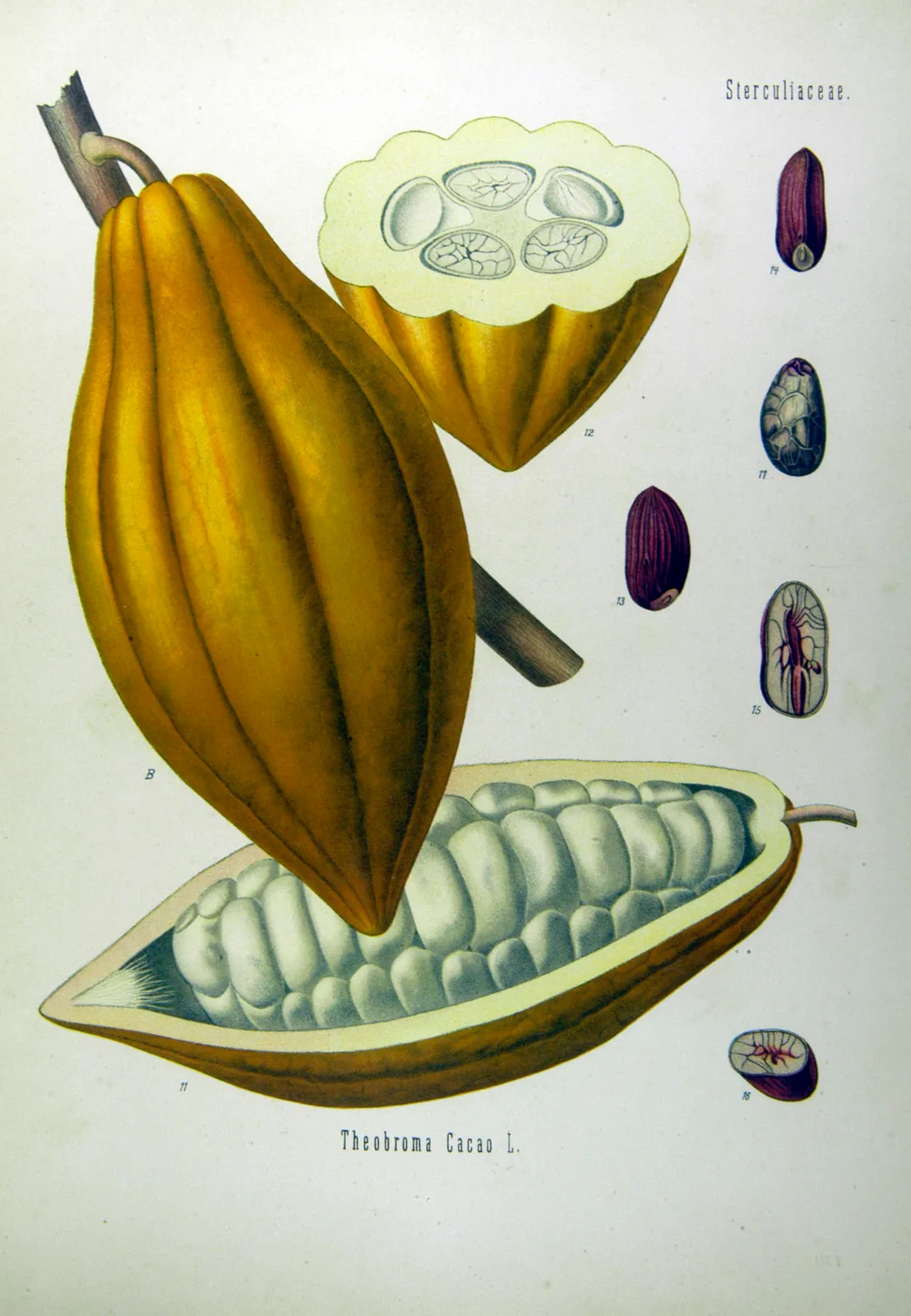 Cacao (Theobroma cacao)