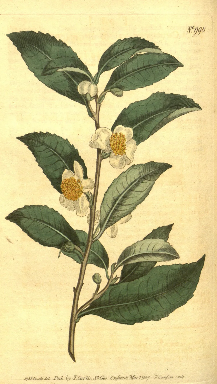 Camellia Sinensis