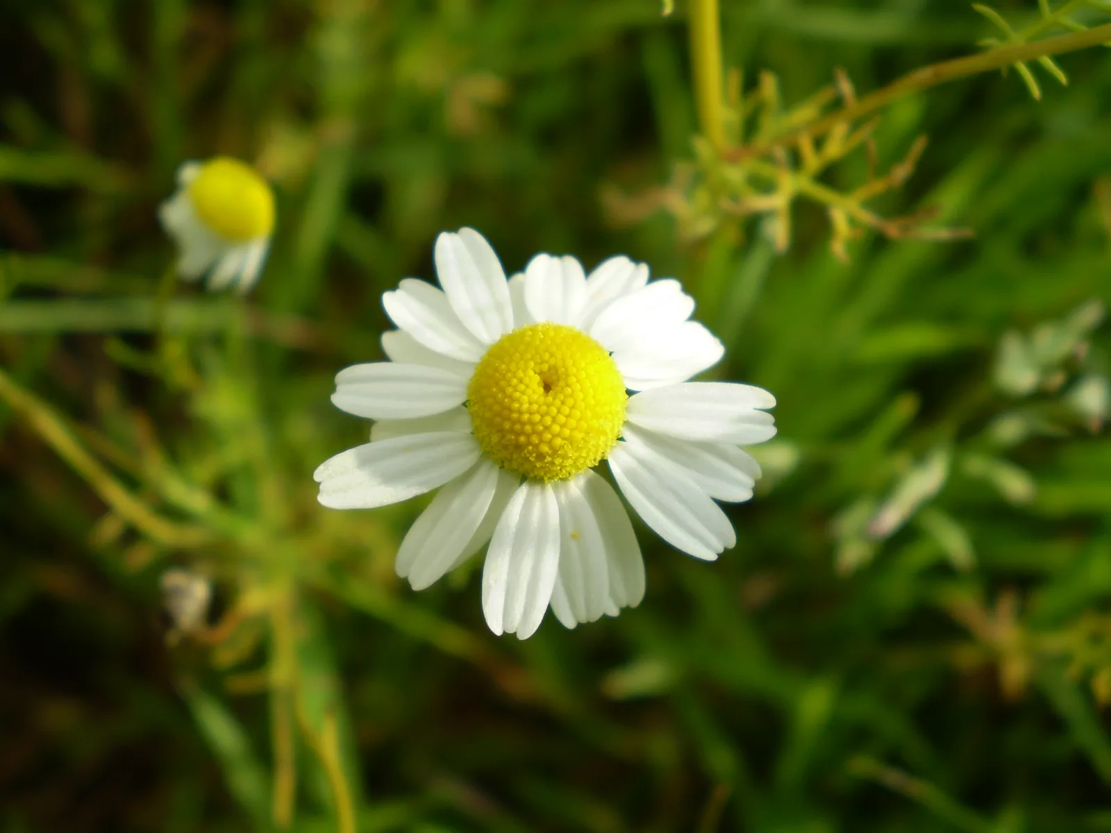 Chamomile (Matricaria chamomilla)