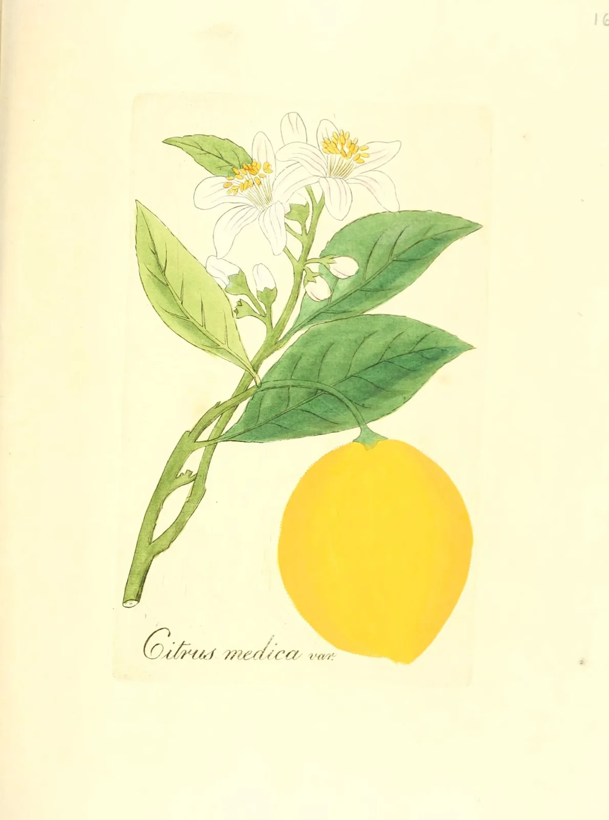 Citron (Citrus medica)
