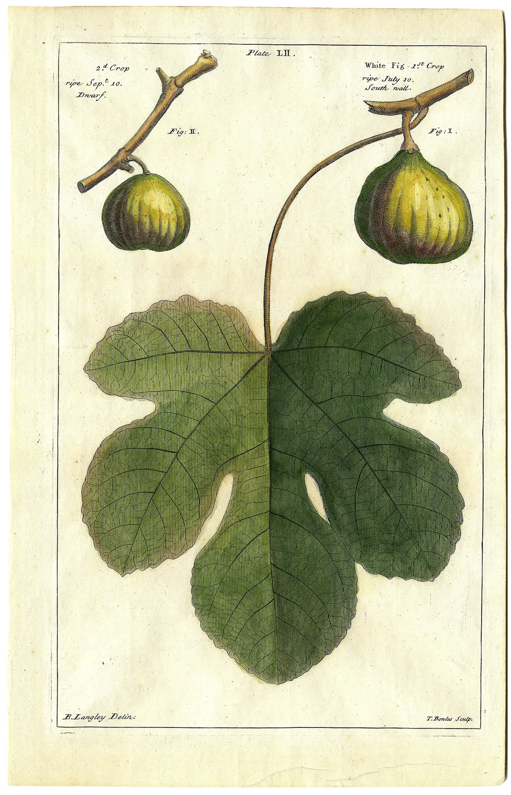Fig Leaf