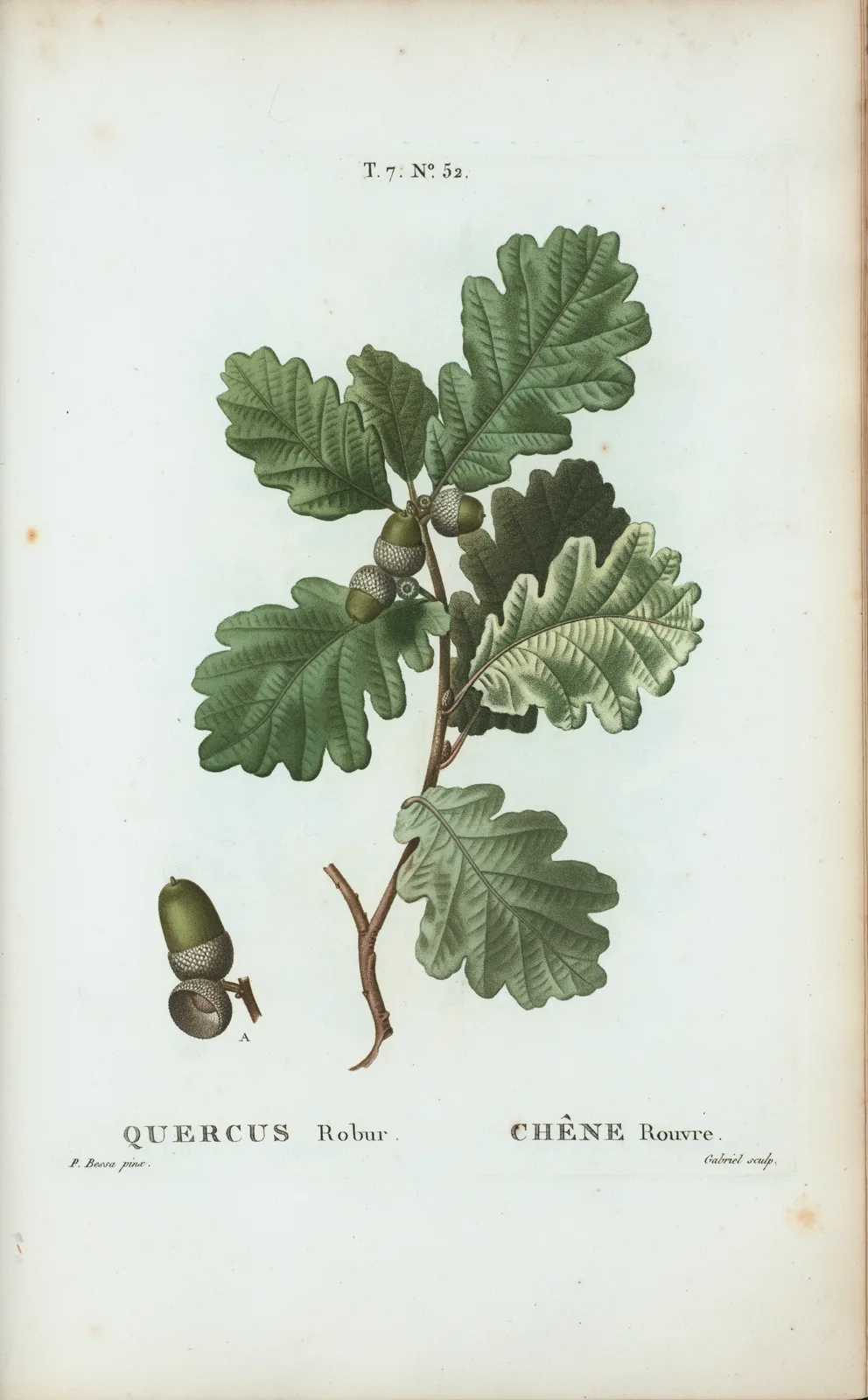 French Oak (Quercus robur / Quercus petraea)