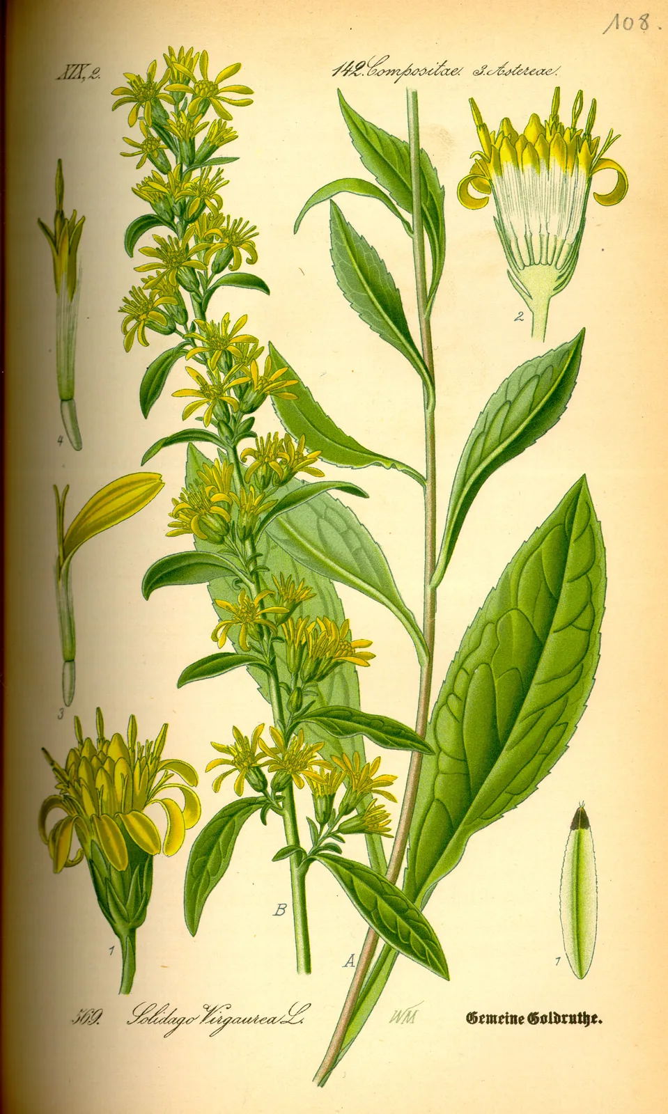 Goldenrod (Solidago)