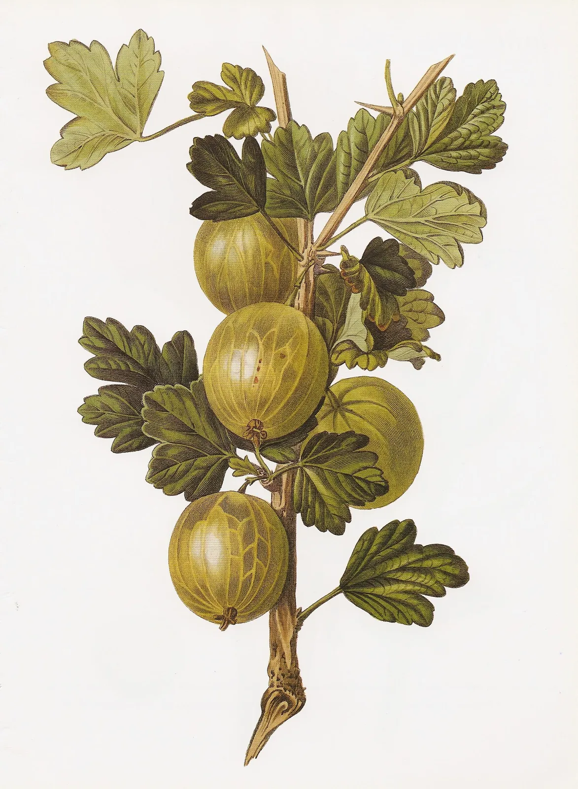 Gooseberry (Ribes uva-crispa)