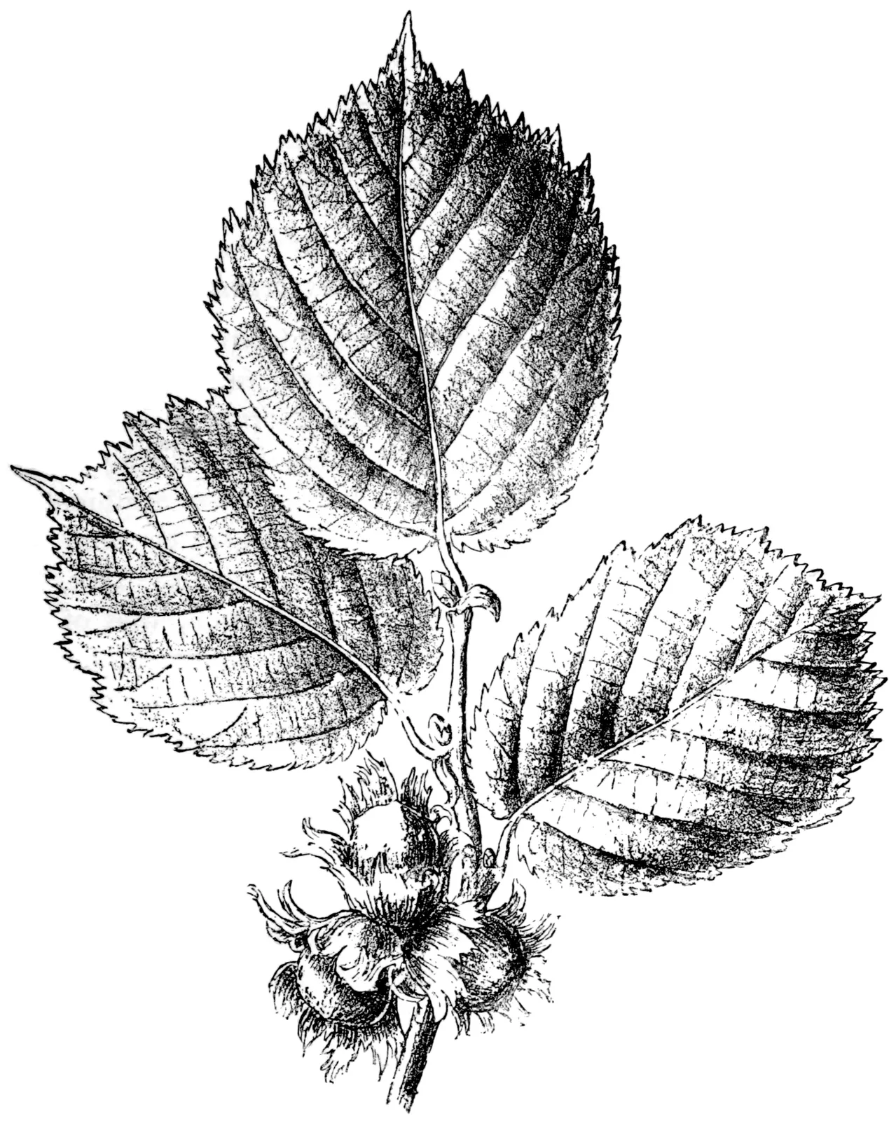 Hazelnut (Corylus avellana)