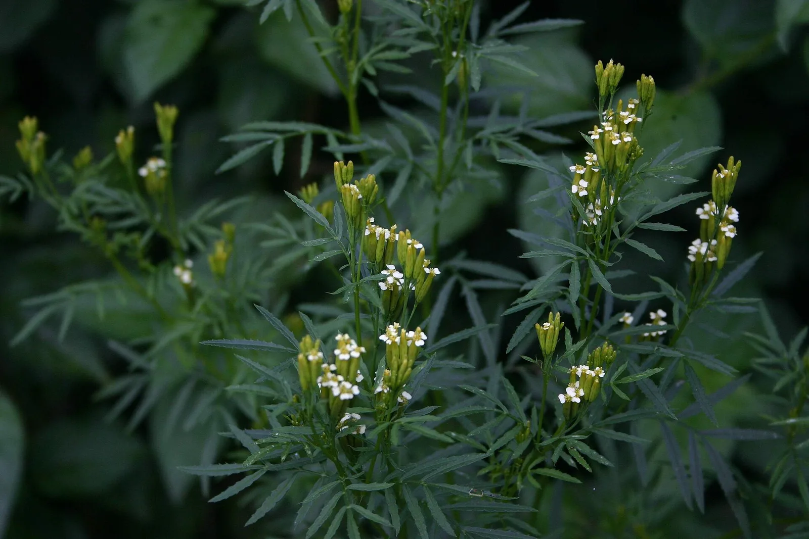 Huacatay (Tagetes minuta)