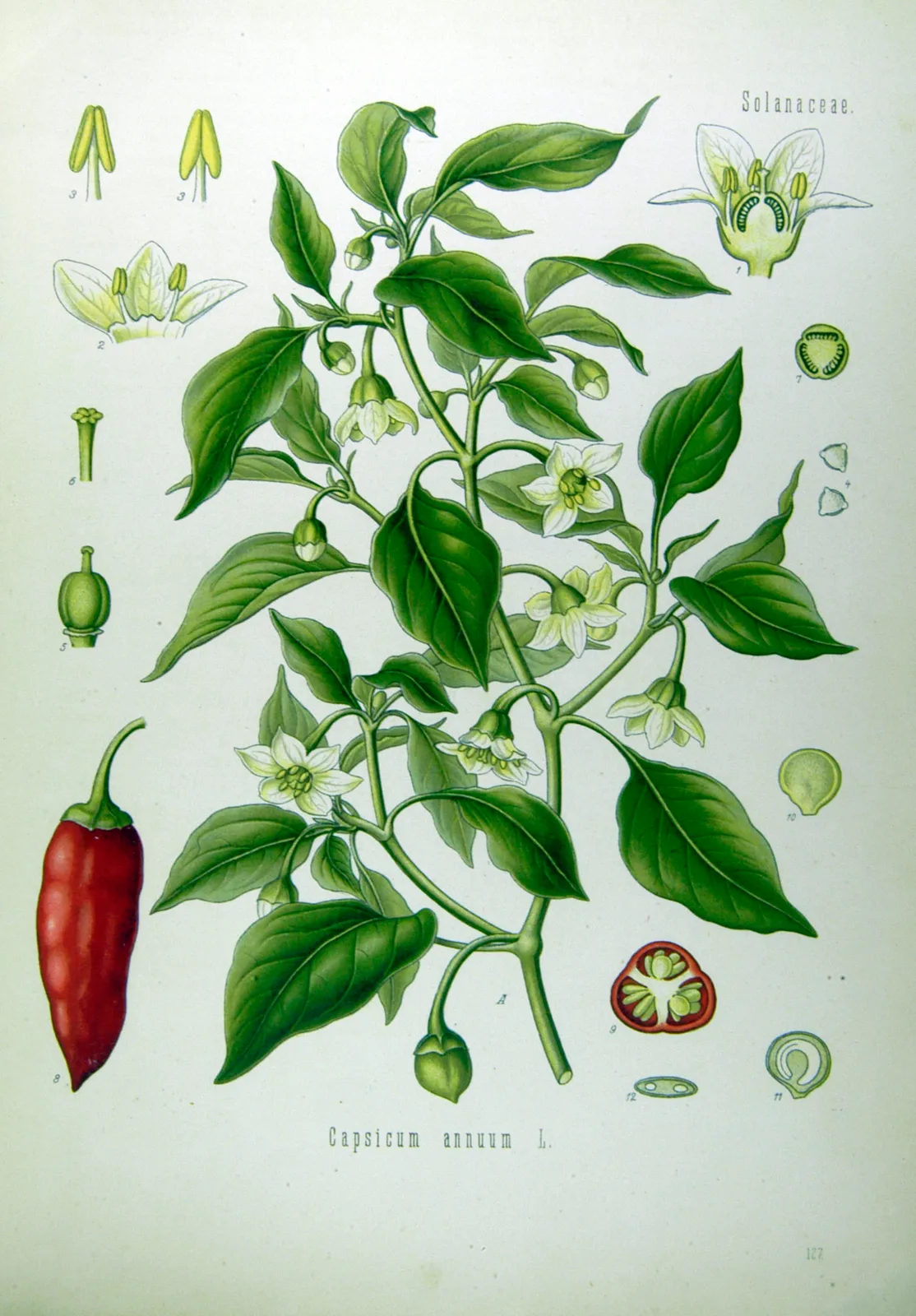 Jalapeño (Capsicum annuum)