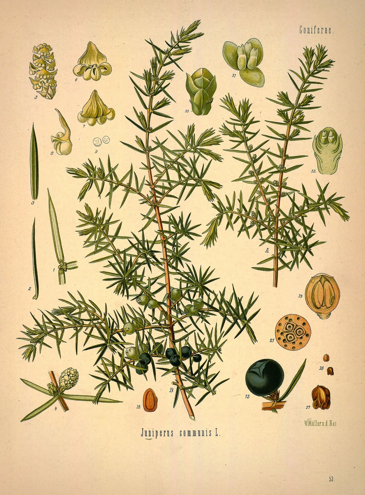 Juniper (Juniperus communis)