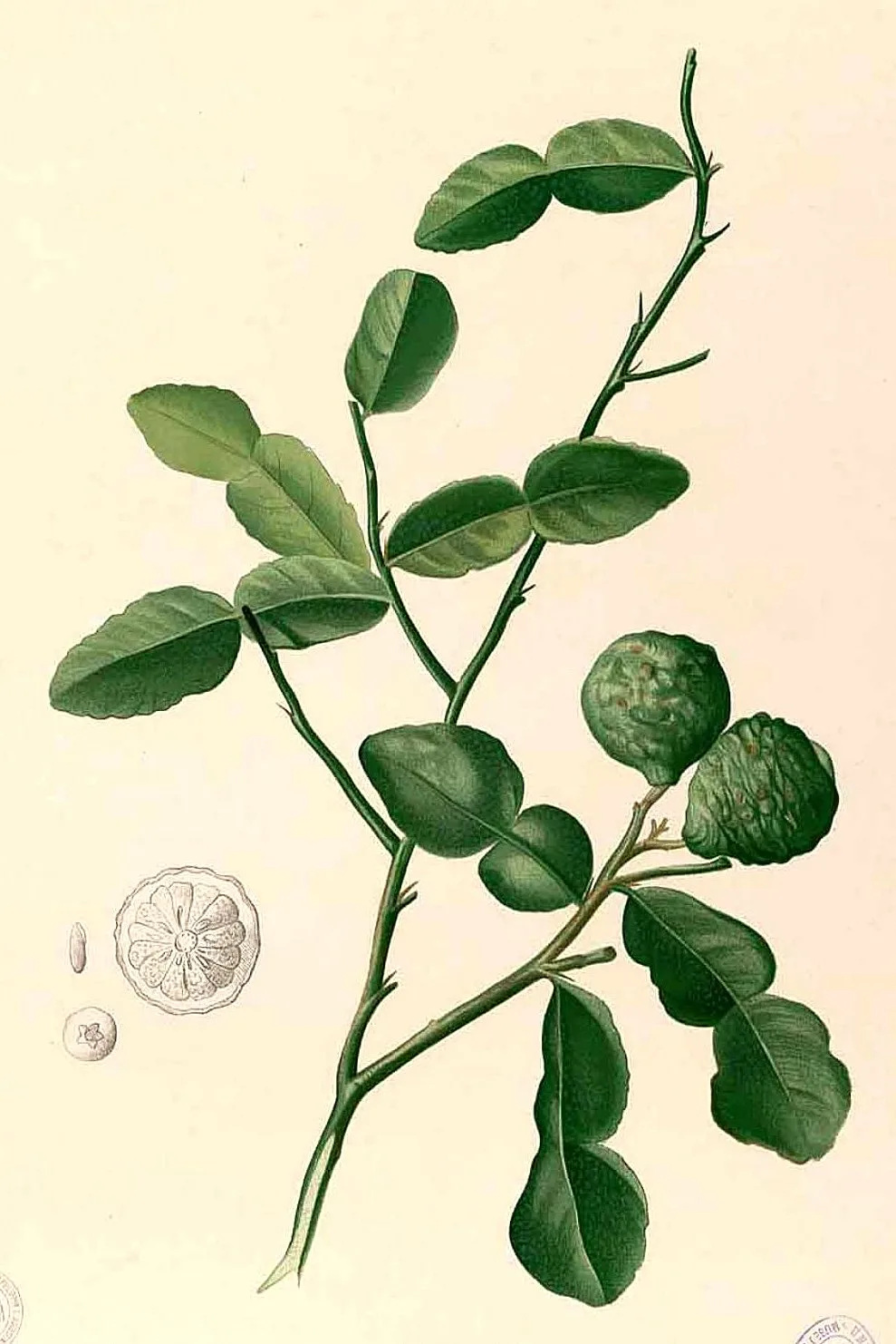 Kaffir Lime (Citrus hystrix)