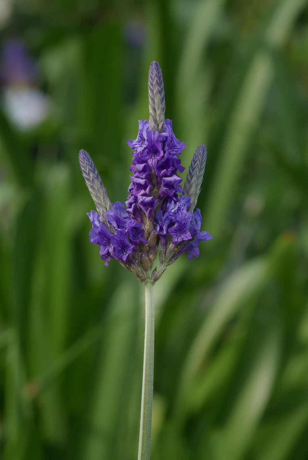 Lavender (Lavandula)
