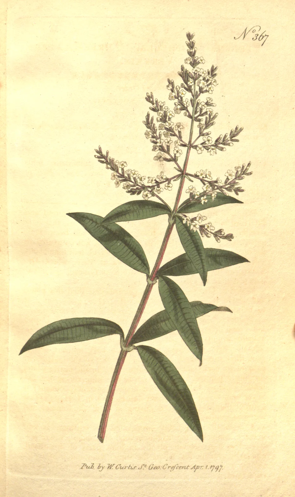 Lemon Verbena (Aloysia citrodora)