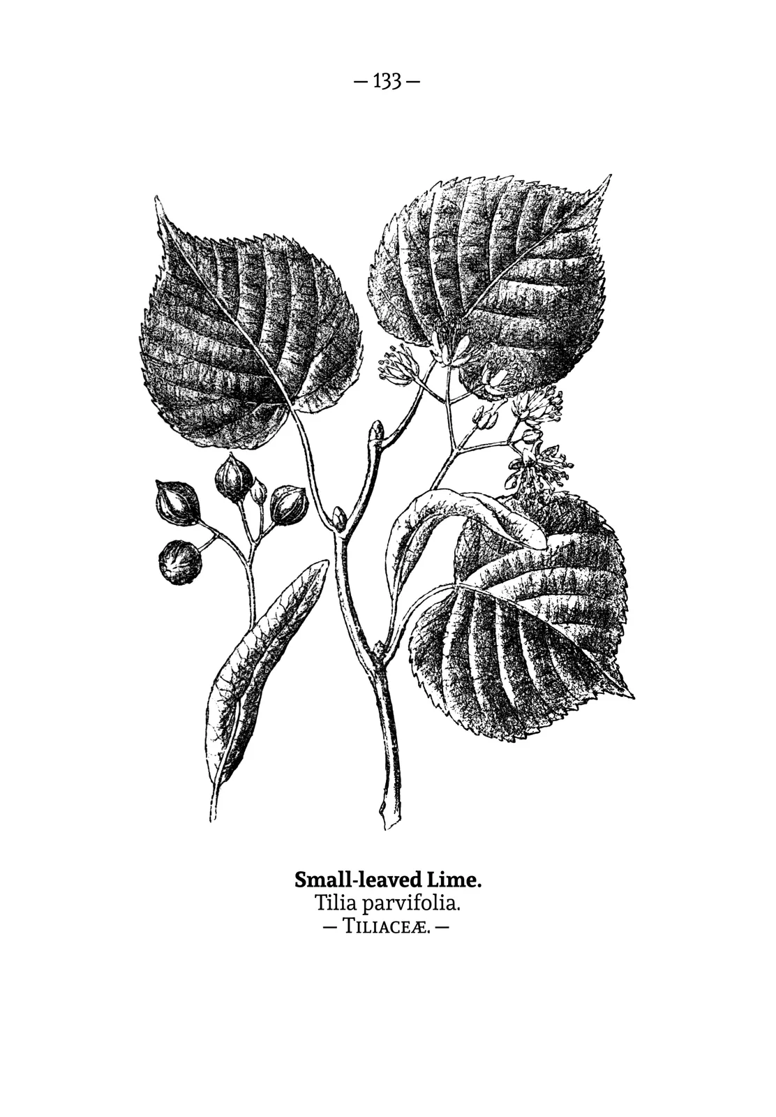 Linden Flower (Tilia)