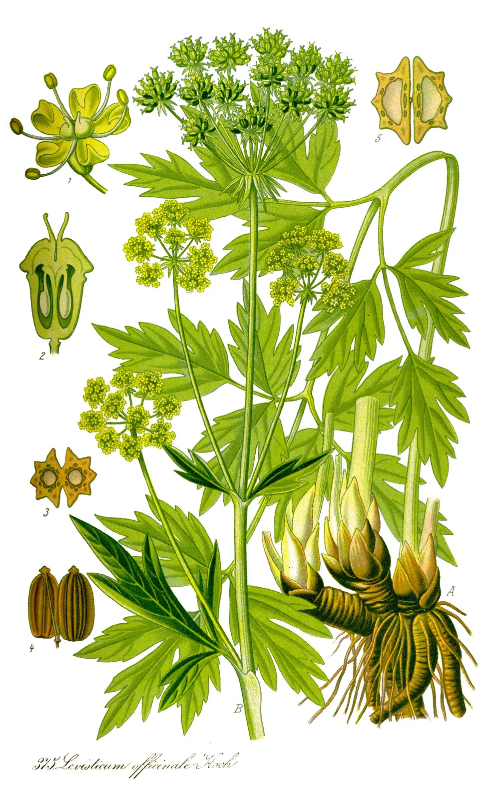 Lovage (Levisticum officinale)