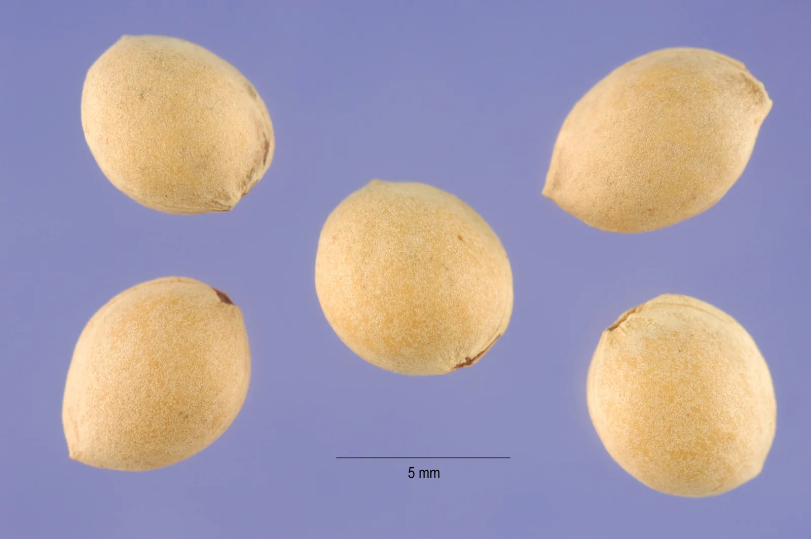 Mahleb (Prunus mahaleb)
