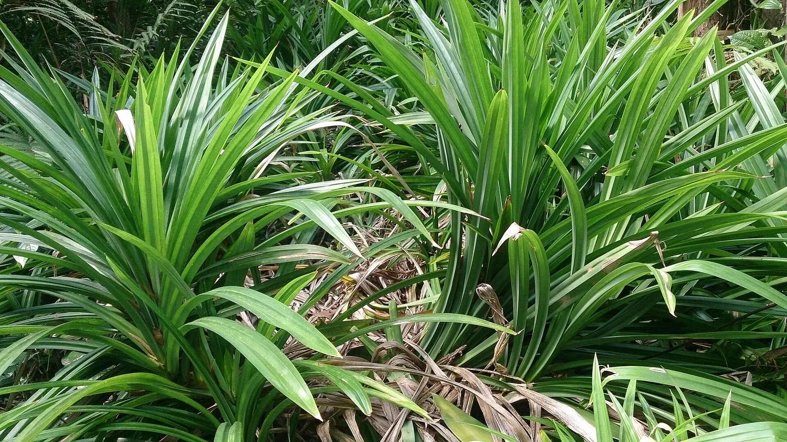 Pandan (Pandanus amaryllifolius)