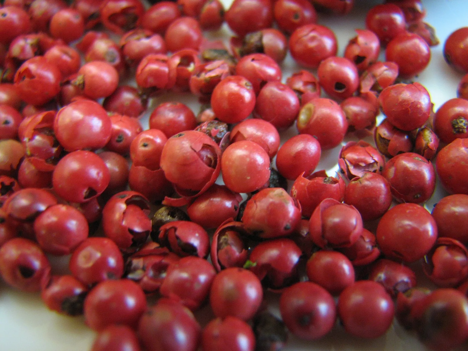 Pink Peppercorn (Schinus terebinthifolia)