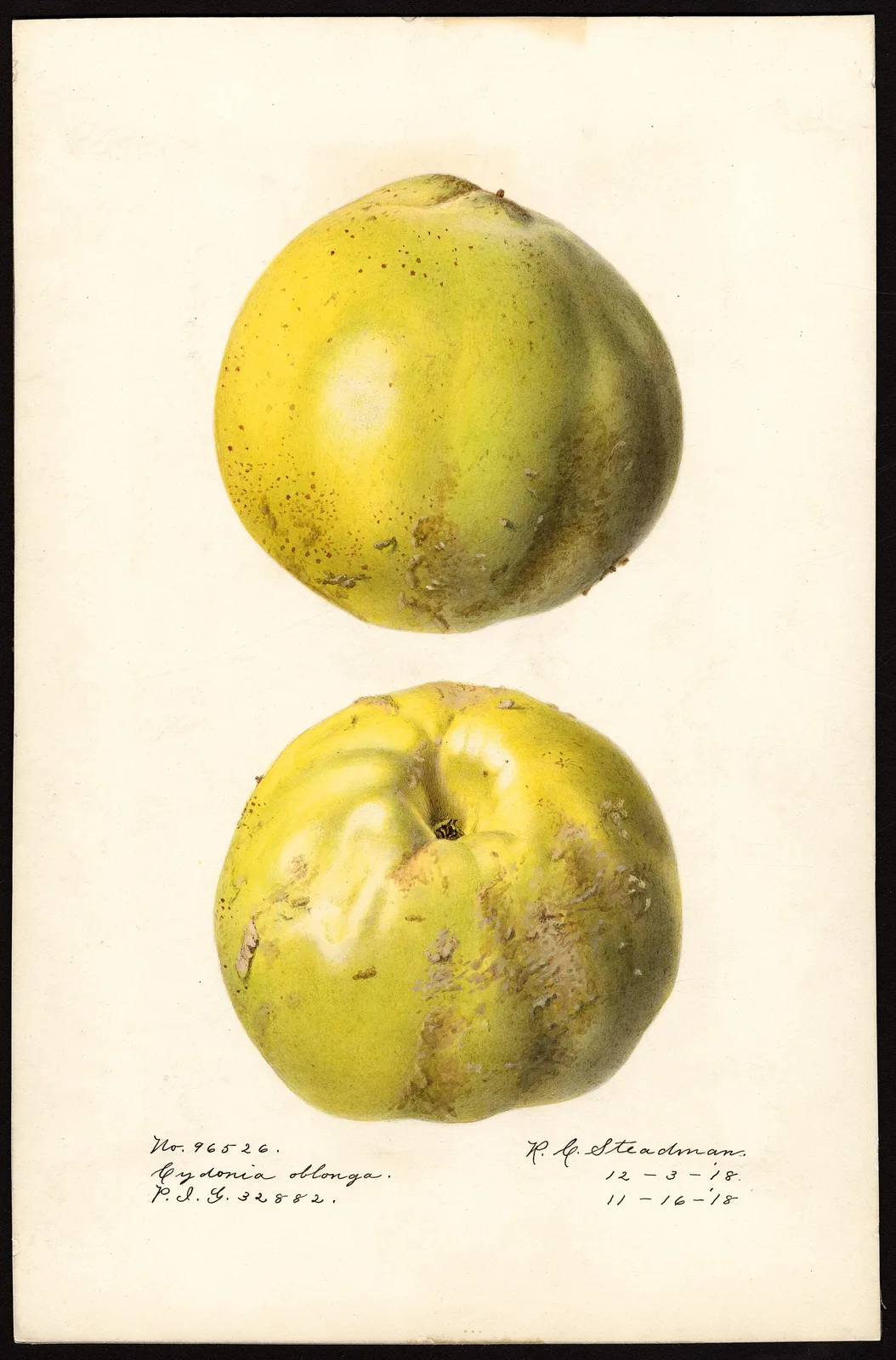 Quince (Cydonia oblonga)