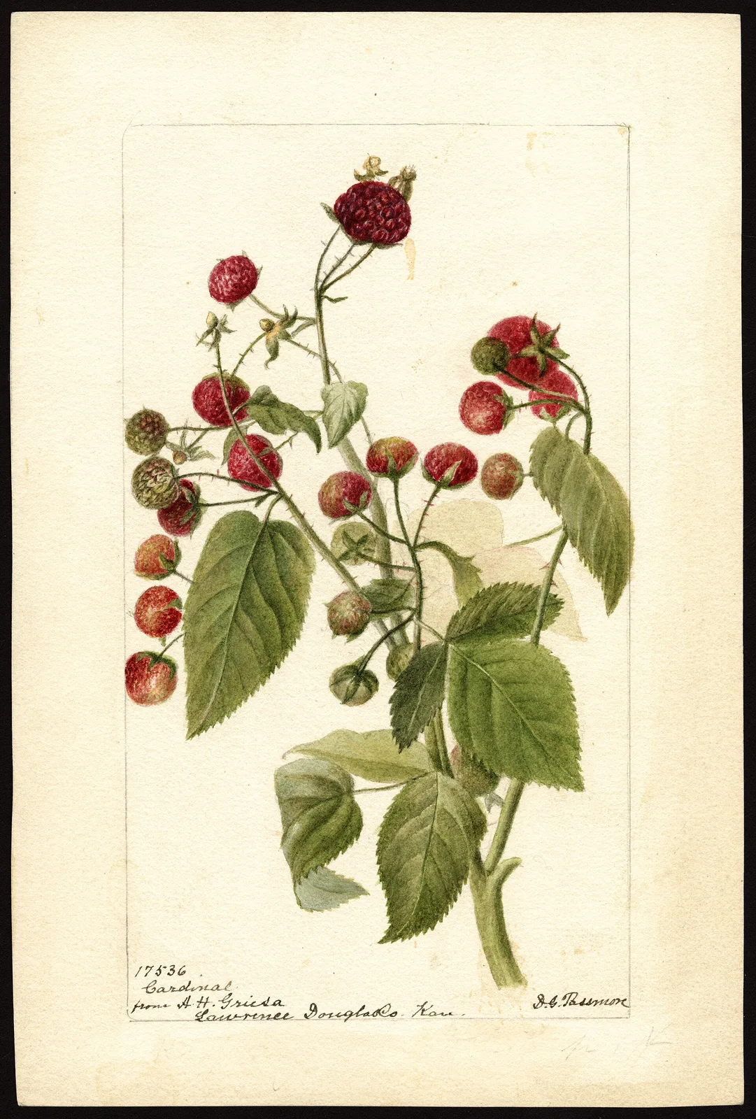 Raspberry (Rubus idaeus)