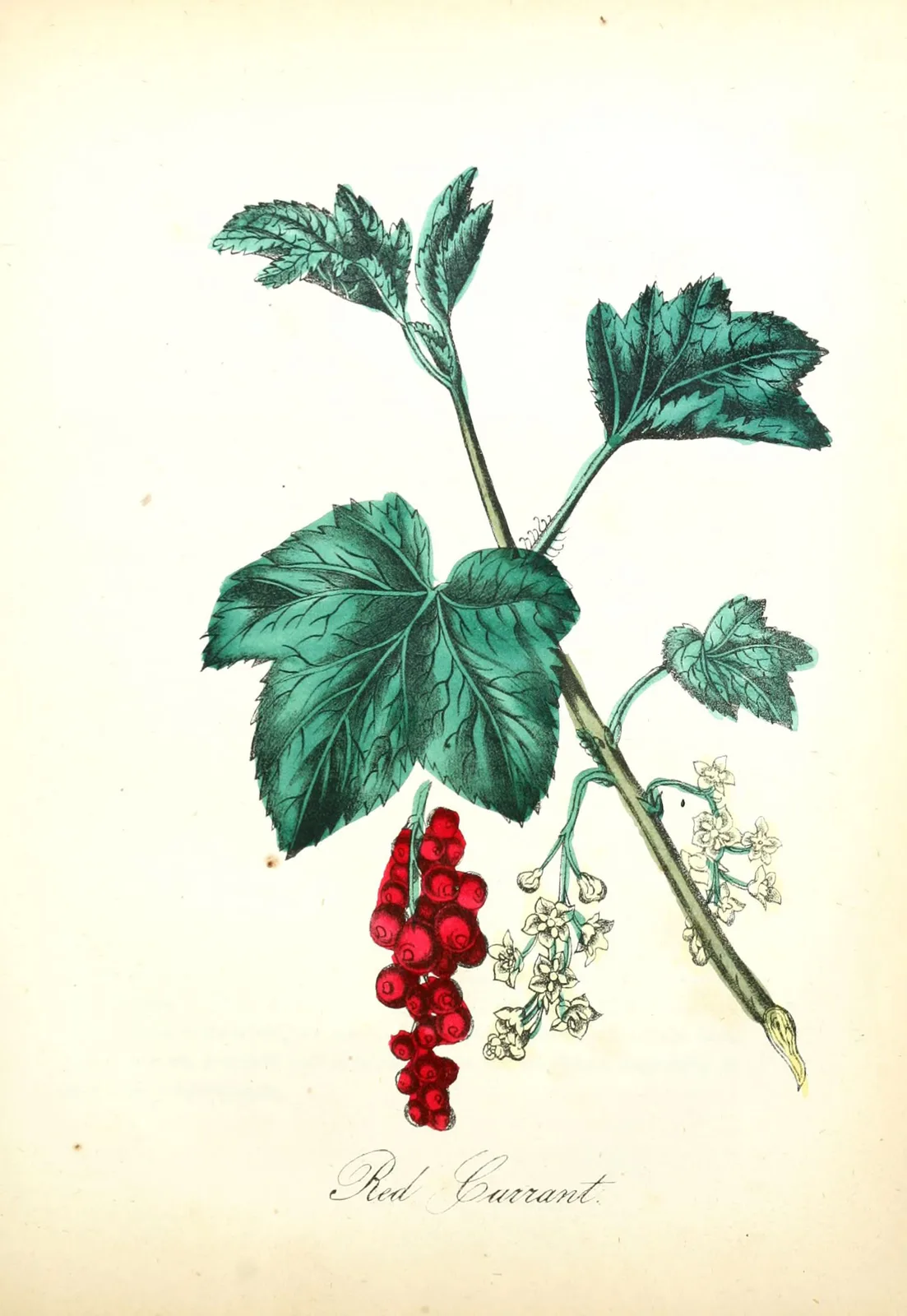 Red Currant (Ribes rubrum)