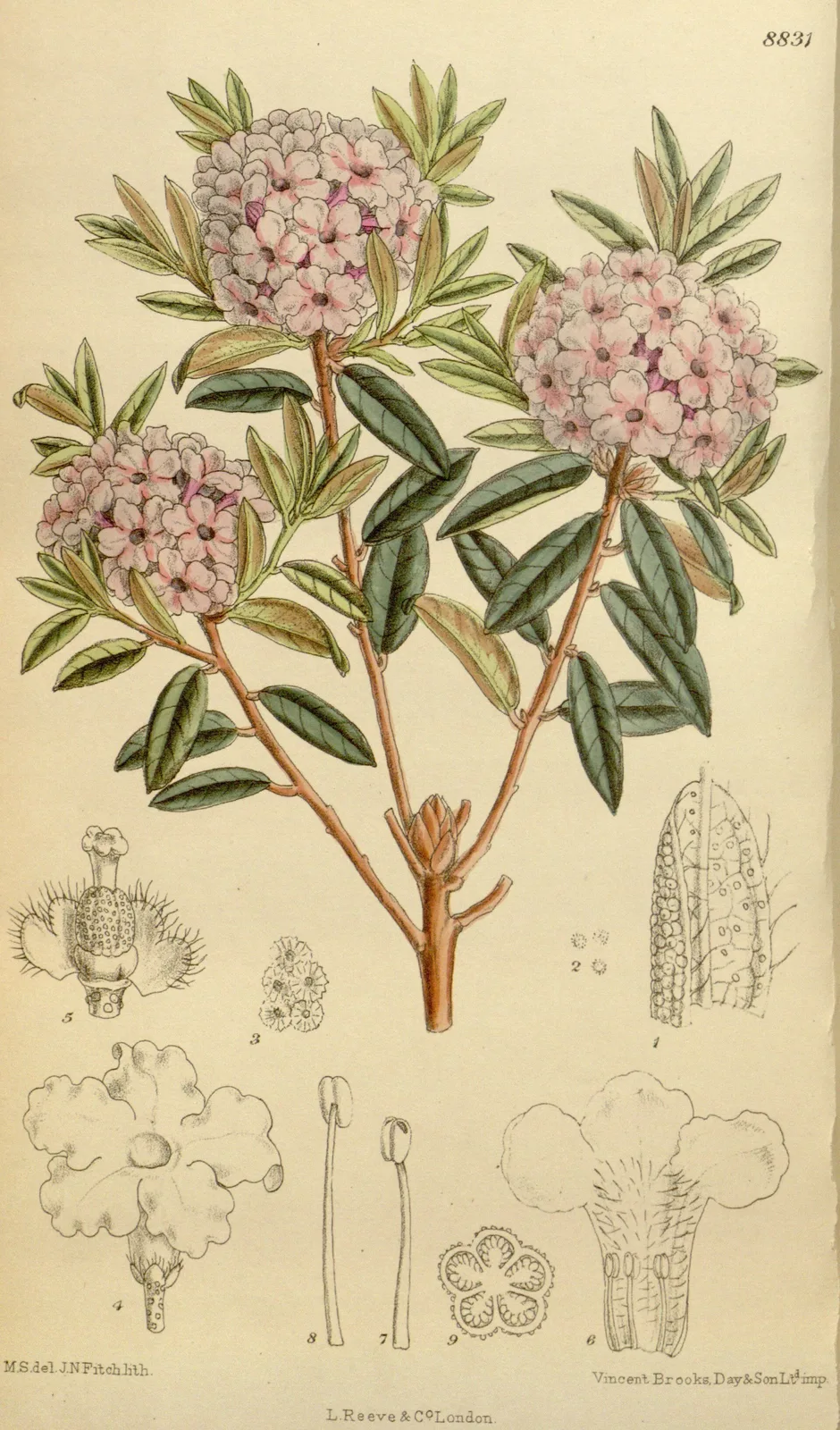 Rhododendron