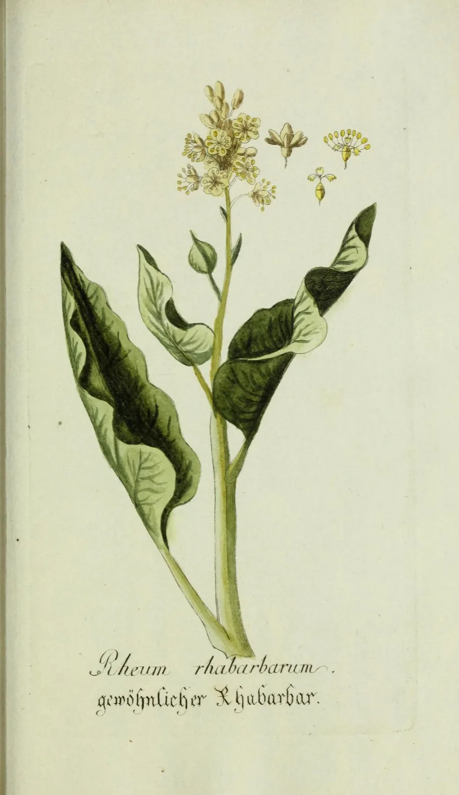 Rhubarb (Rheum rhabarbarum)