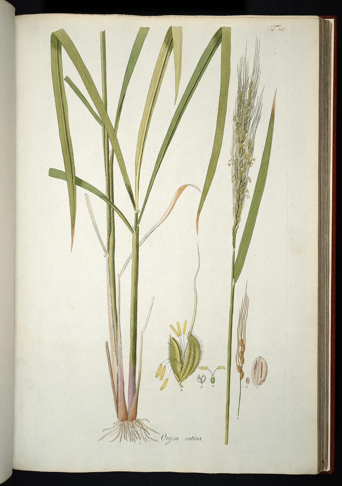 Rice (Oryza sativa)