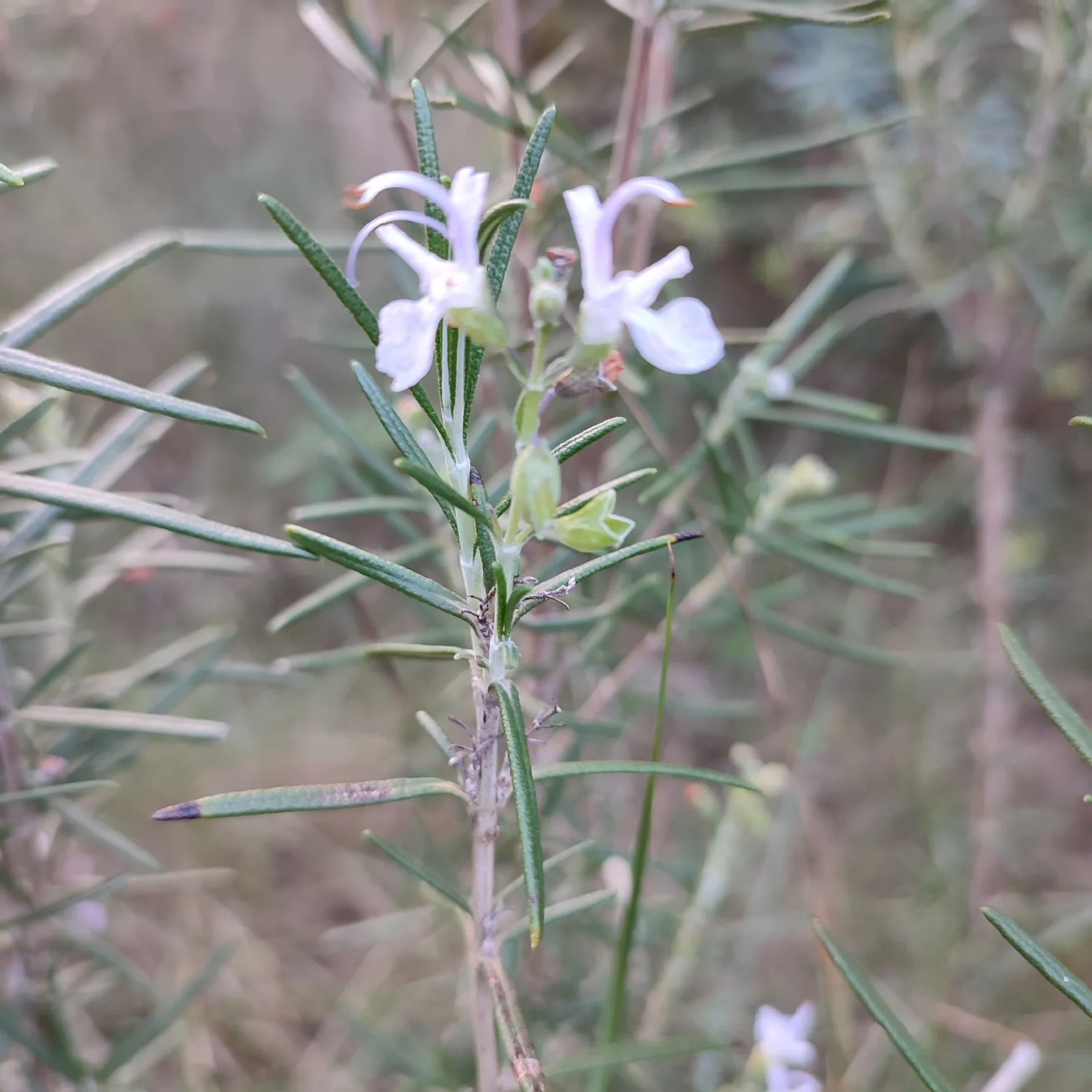 Rosemary (Salvia rosmarinus)
