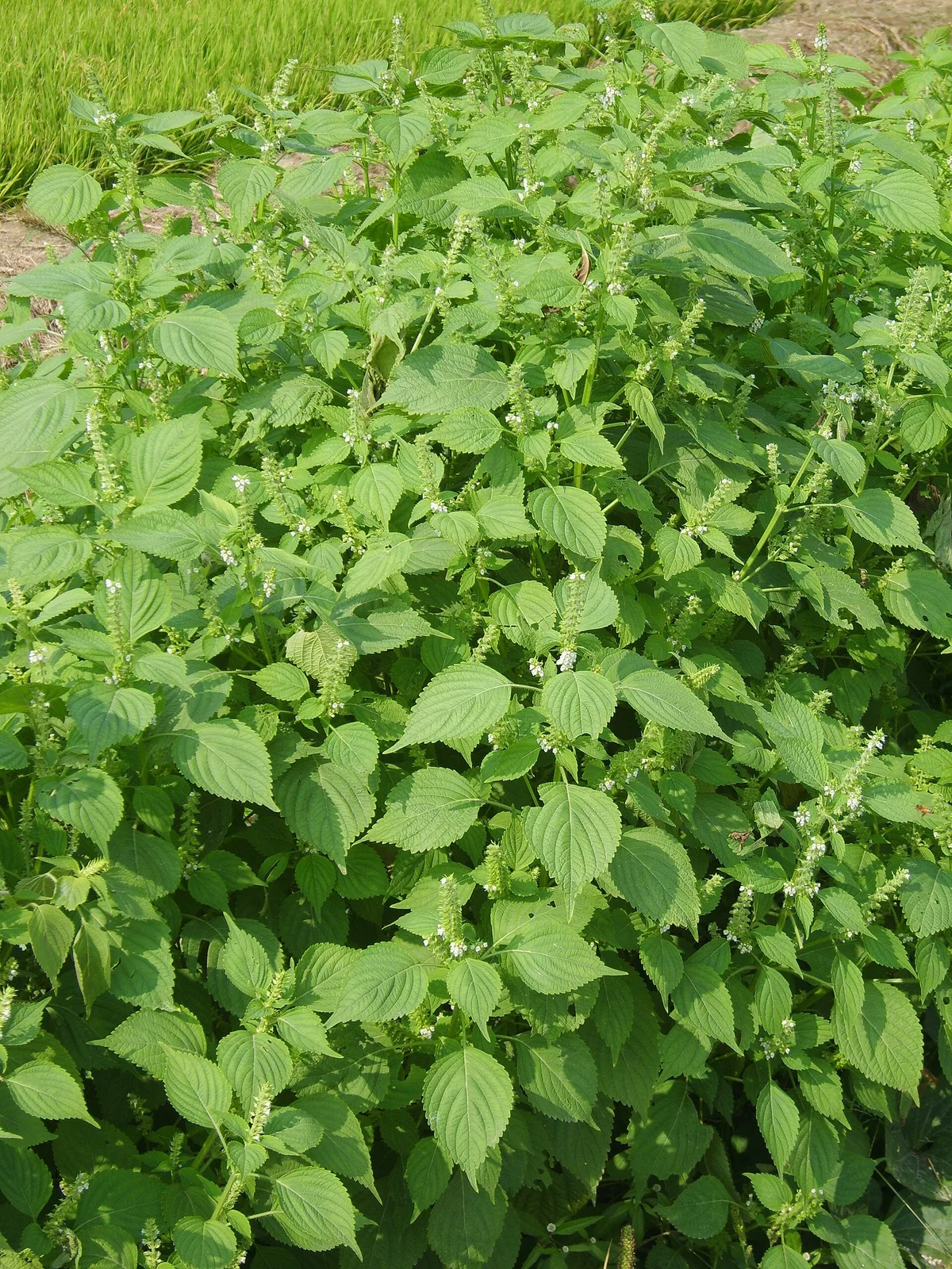 Shiso (Perilla frutescens)
