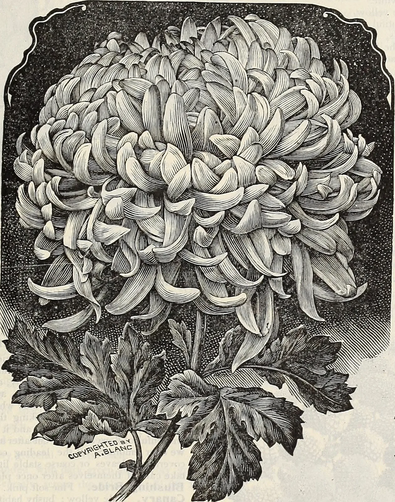 Snow Chrysanthemum