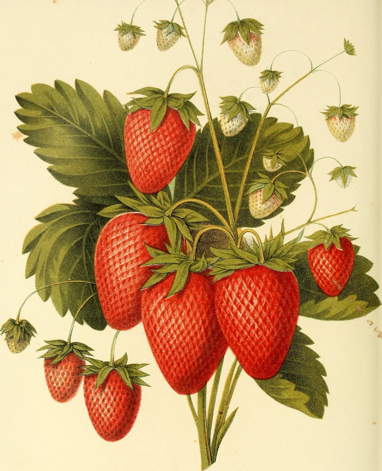 Strawberry (Fragaria x ananassa)