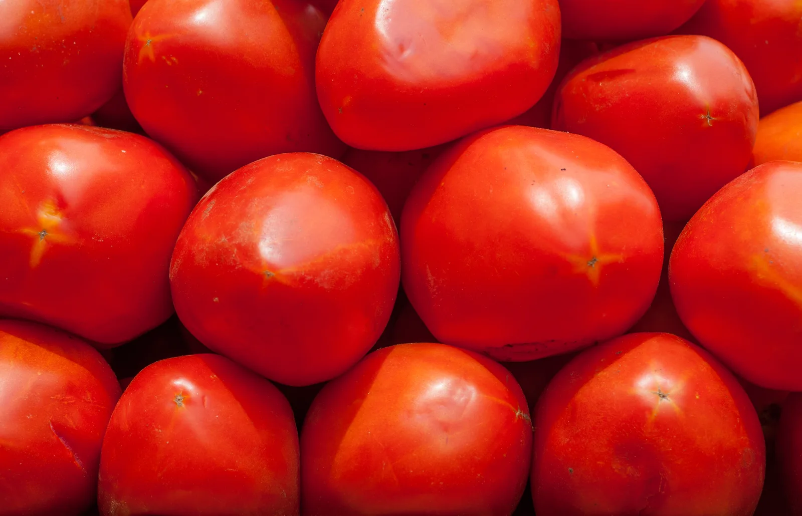 Tomato (Solanum lycopersicum)