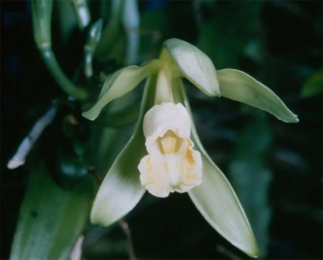 Vanilla (Vanilla planifolia)