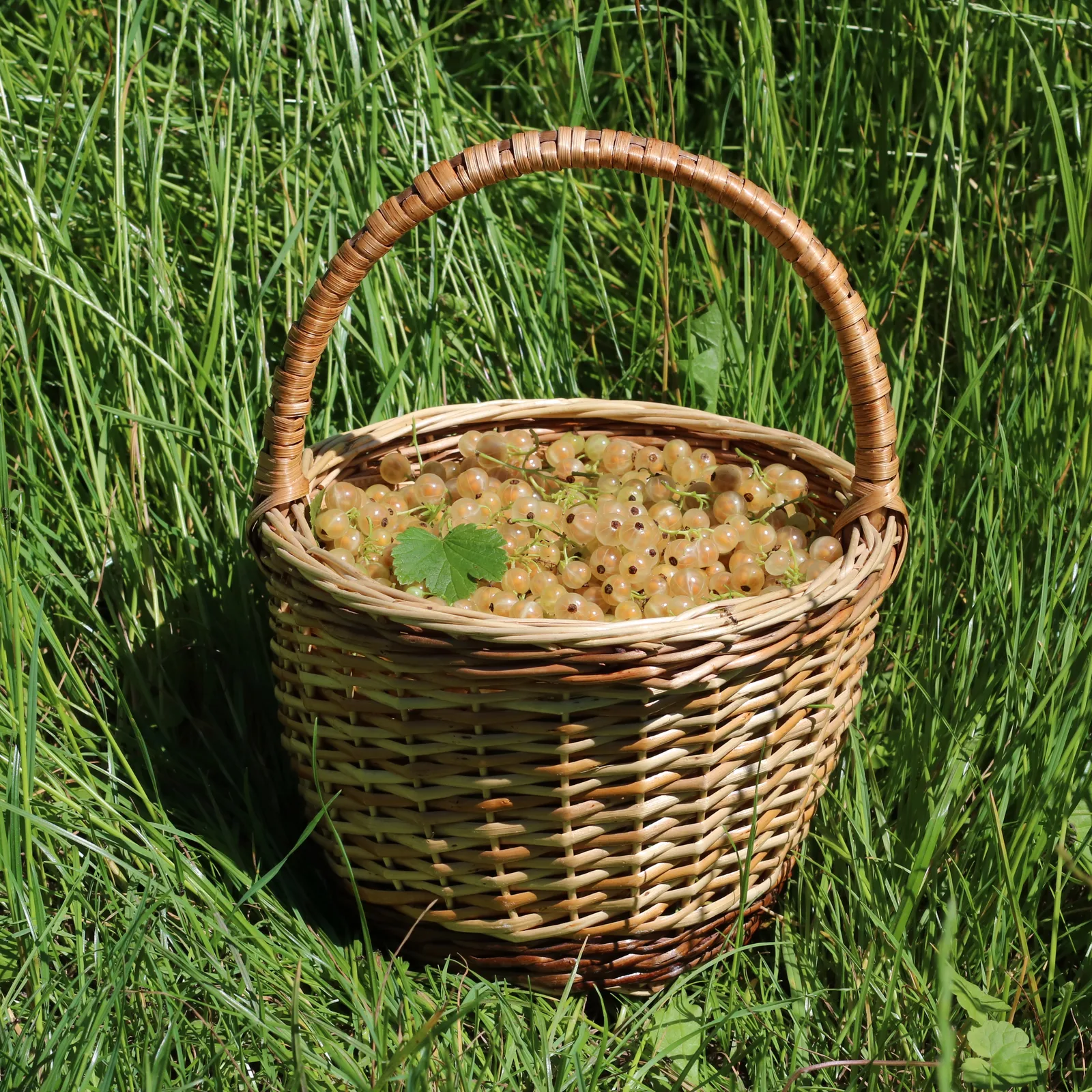 White Currant