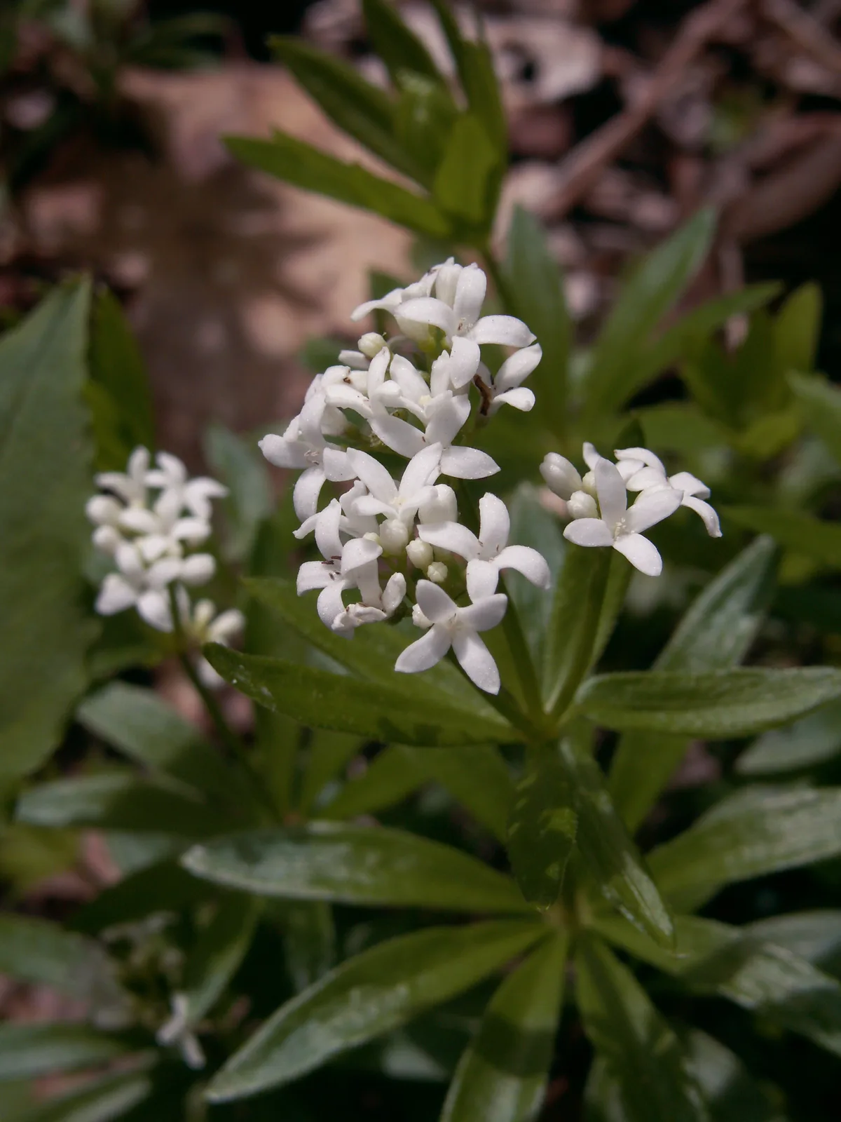 Woodruff (Galium odoratum)